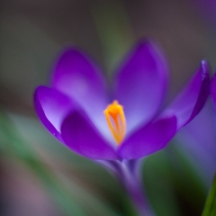 One Purple Crocus Flower Photo