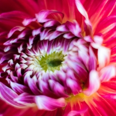 Dahlia Photography Dinner Plate Pink Anemone