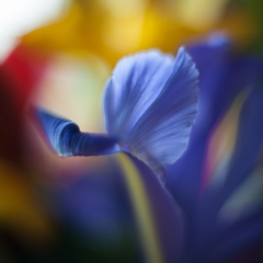 Blue Iris Flower Abstracts