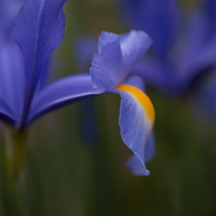 Blue Iris Petals Image
