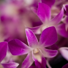 Beautiful Orchid Cluster