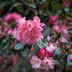 Rhododendron and Azaleas Photography Pink Blooms.jpg