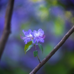 Rhododendron and Azaleas Photography Two Purple Blooms Standout.jpg