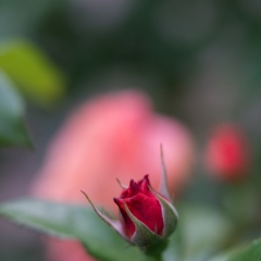 Red Rose Blossom Details