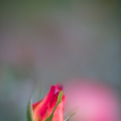 Red Rose Flowers Closeup