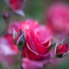 Rose Photography Cinco De Mayo Blooms