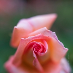 Rose Photograpy Peach Swirls