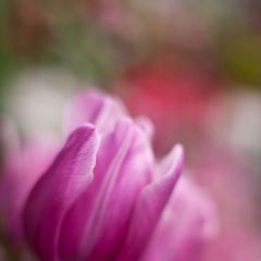 Pink Tulip Bokeh