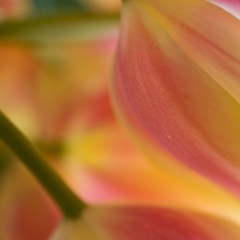 Two Downward Tulips