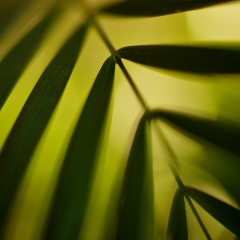 Palm Frond Abstract