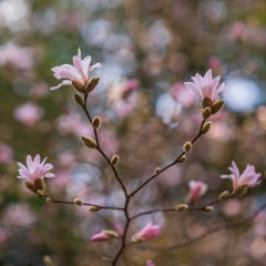 Flower Photography Pink Magnolia Branches.jpg