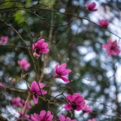 Flower Photography Pink Magnolia Canon.jpg