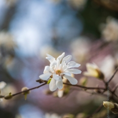 Flower Photography White Magnolia .jpg