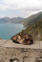 Corniglia Cat