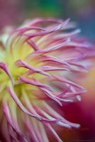 Dahlia Photography Cactus Beautiful Tendrils