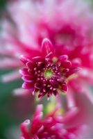 Dahlia Photography Cactus Bloom