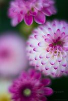 Dahlia Photography Collage of Pink and White Poms