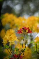 Rhododendron and Azaleas Photography A Solitary Red Bloom.jpg