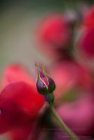 One Red Bud Hot Cocoa