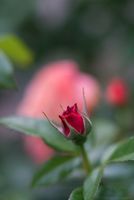 Red Rose Blossom Details