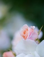 Rose Photography Solitary Pink Swirls