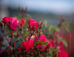 Rose Photograpy Canon 70-200mm