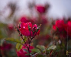 Rose Photograpy Dark Red Roses in Edmonds