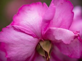 Rose Photograpy Pink Petals