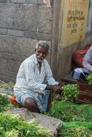 Bunching Cilantro Koyambedu