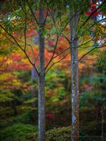 Seattle Arboretum Japanese Garden Two Trees