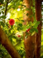 Seattle Arboretum Spring Cyprus Trees