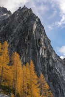 Enchantments Fall Colors Larches and Dragontail