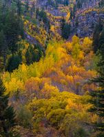 Northwest Fall Colors Fiery Splendor