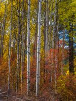 Northwest Falls Colors Afternoon Light