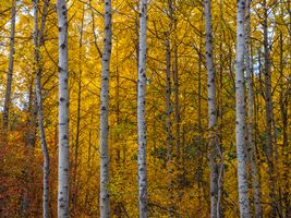 Northwest Falls Colors Aspens Beautiful