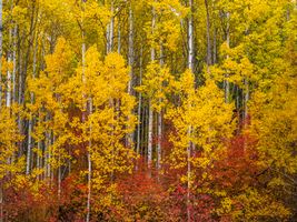 Northwest Falls Colors Golden Fiery Trees