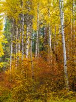 Northwest Falls Colors Palette