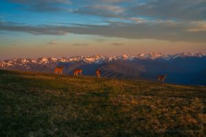 Olympic Mountains Dusk Deer