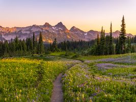 Mount Rainier Photography Meadows to Tatoosh Range Light.jpg