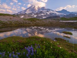 Mount Rainier Photography Reflection in a small Tarn.jpg