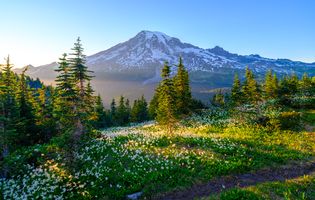 Mount Rainier Photography Sunlit Avalanche Lillies