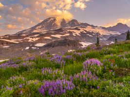 Mount Rainier Photography Sunrise Wildflowers Bunch.jpg