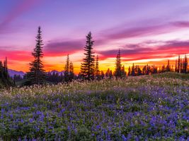 Mount Rainier Photography Sunset Flower Meadows.jpg
