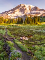 Mount Rainier Photography Trail to Rainier.jpg