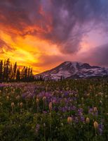 Mount Rainier Photography Wildflowers Sunset Stormy Light.jpg