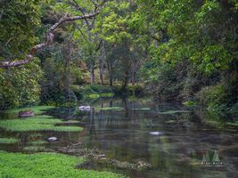 Vietnam Photography Lenin Stream Foliage Greens.jpg