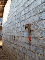 Vietnam Photography Rooster Appears.jpg